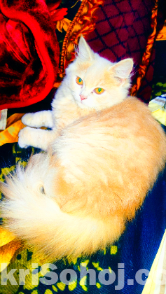 Persian cat